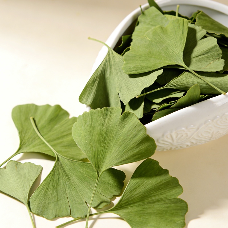 Quality Home Fragrance - Daun Ginkgo Biloba Kering Berkualitas Untuk